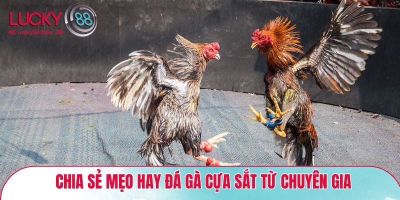 Chia sẻ mẹo hay đá gà cựa sắt từ chuyên gia