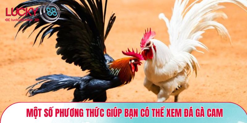 Một số phương thức giúp bạn có thể xem đá gà Cam